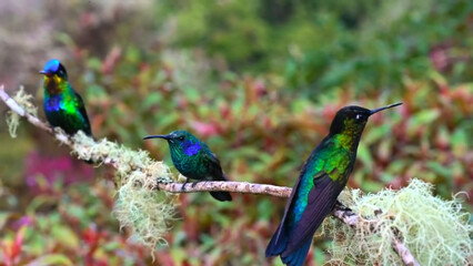hummingbird feeding on a branch