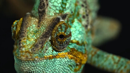 close up of a green chameleon
