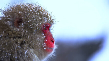 close up of a red head of a red faced monkey