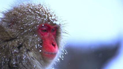 close up of a head of a red monkey