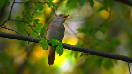 red backed shrike