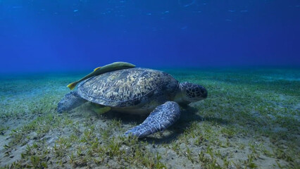 sea turtle swimming in the sea