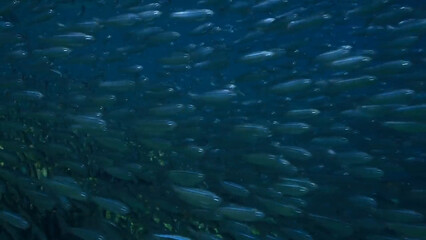 underwater scene with bubbles
