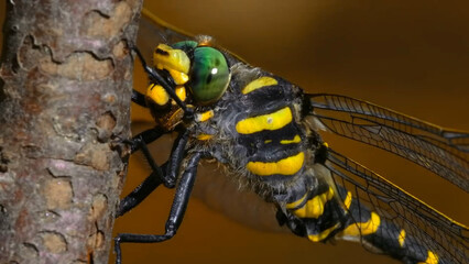 insect, nature, macro, animal, fly, bug, green, leaf, dragonfly, wildlife, 