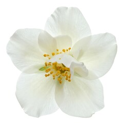 Obraz premium White Jasmine Flower Close-Up