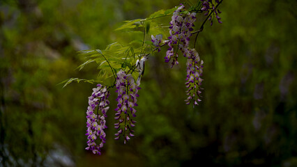 Wisteria and a bird