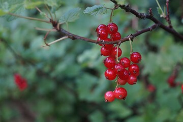 red currant berries on a bush, macro, nature