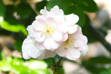 ６月　バラの花