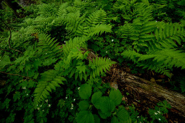 果て行く大木と生き行く植物