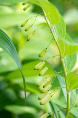 Close up of Solomon’s seal buds with green leaves in spring nature