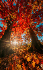 Autumn leaves in the water