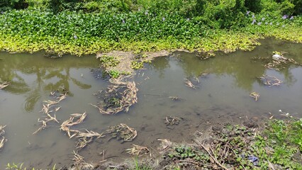 A calm, shallow swamp bordered by lush green water plants under daylight. The image captures the natural wetland ecosystem, ideal for environmental themes, nature blogs, or educational content. Suitab