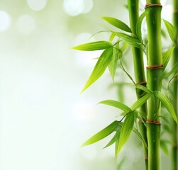 Green Bamboo Stalks and Leaves with Bokeh Background.