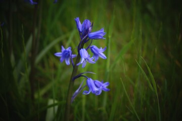 bluebells, macro, nature