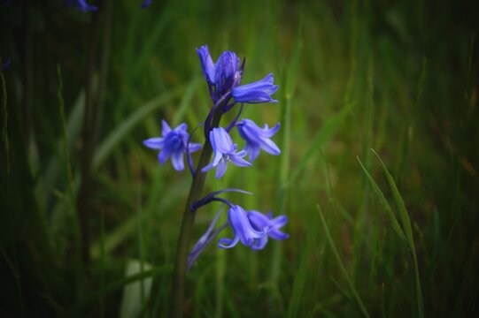 bluebells, macro, nature