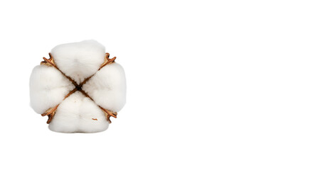 Soft White Cotton Boll with Abstract Colorful Stripe Pattern Backdrop