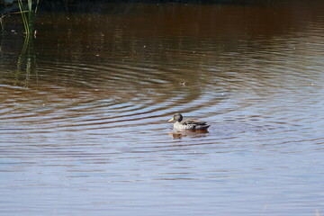 Yellow-billed Duck (Anas undulata), locally known as Geelbek-eend, photographed in West Coast National Park, Langebaan, South Africa