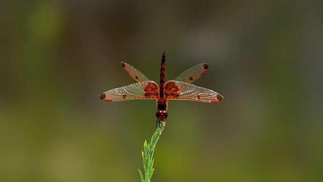 red dragonfly on a green leaf - Powered by Adobe