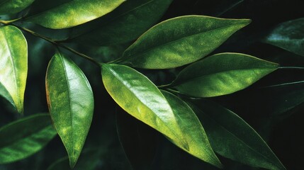 Fototapeta premium Close-up of vibrant green leaves