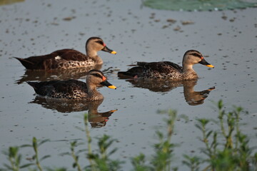 Ducks in Lake