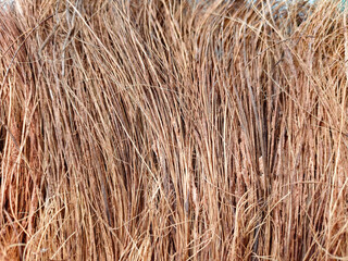 texture of coconut tree fiber. textured background, copy space