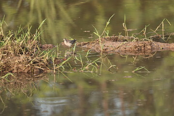 Sandpiper