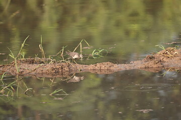 Sandpiper