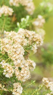 Close-Up Pan of Flowering Ozothamnus Diosmifolius Shrub in Sunlight