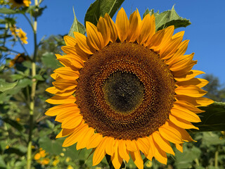 Sunflower yellow bloom in field