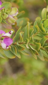 Close-Up Pan of Myrtle Leaf Milkwort Purple Flowers