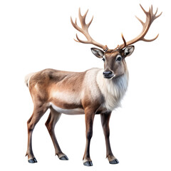 Obraz premium Reindeer animal for Christmas design isolated on transparent background, Png