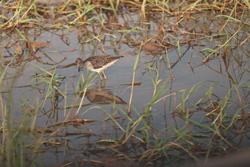 Sandpiper