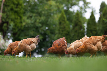 Fototapeta premium Hens grazing on grass in a free range organic farm