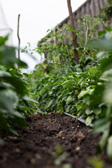 Fresh green pepper in the garden.