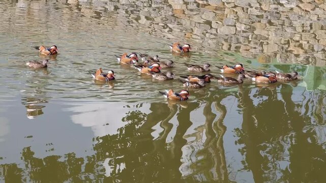 Mandarin ducks in  park. Beautiful colorful mandarin duck swimming in pond water