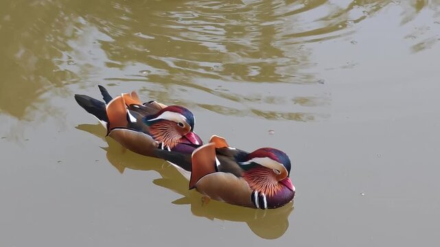 Mandarin ducks in  park. Beautiful colorful mandarin duck swimming in pond water