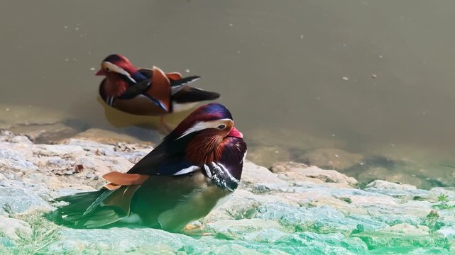 A colorful mandarin duck stands on a rock by the pond.