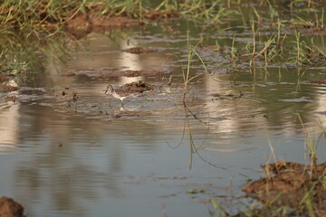 Sandpiper