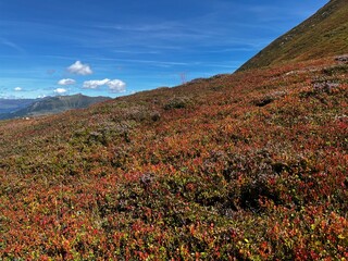 Heidelbeeren auf dem Berg