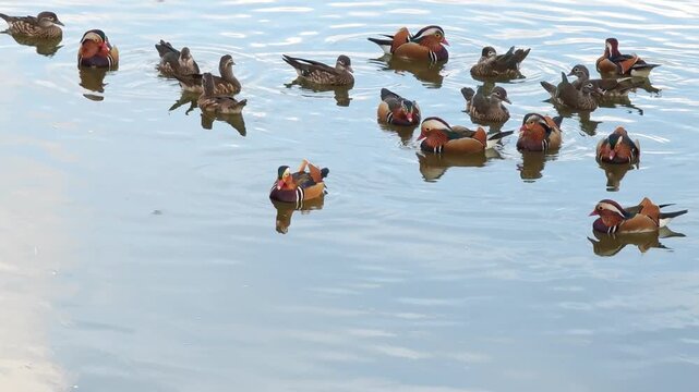 Mandarin ducks in  park. Beautiful colorful mandarin duck swimming in pond water