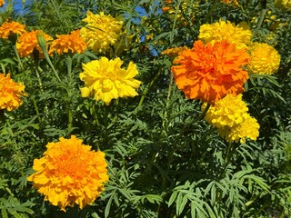 Yellow and orange marigold tagetes flowers.