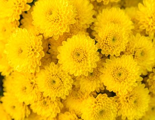 Yellow Chrysanthemum Cluster Closeup