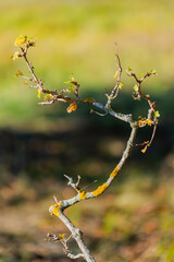 Closeup of tree branch with autumn leaves