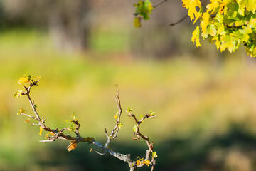 Closeup of tree branch with autumn leaves
