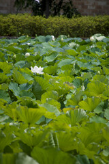 White Lotus