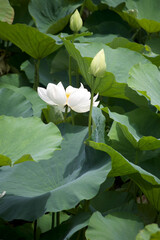 White Lotus