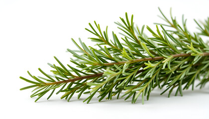Fresh Rosemary Herb Sprigs Isolated on White Background