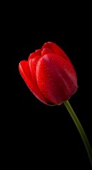 A vibrant red tulip, covered in dew drops, stands out against a stark black background, showcasing its delicate beauty and intricate detail.