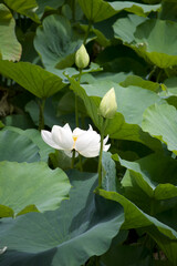 White Lotus