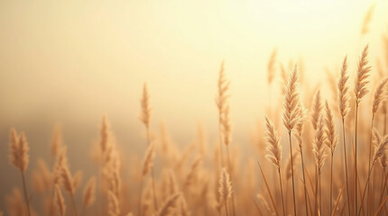 Fototapeta premium A sunlit field of tall grass sways gently in the breeze, creating a serene and vibrant natural landscape.